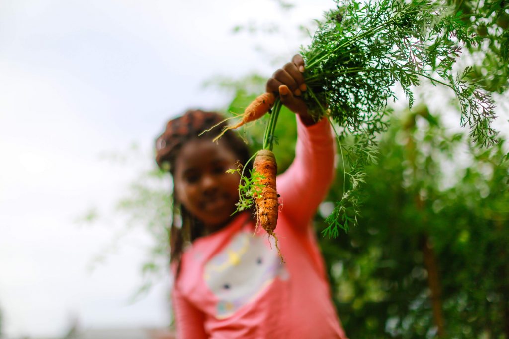 out-of-focus image of Black child holding a bunch of carrots pulled from the garden beds. they have braided shoulder-length hair and wear a pink long-sleeved shirt.